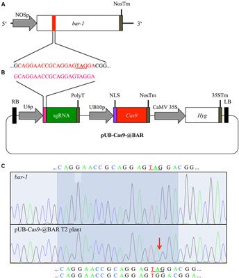 An Efficient Visual Screen for CRISPR/Cas9 Activity in Arabidopsis thaliana